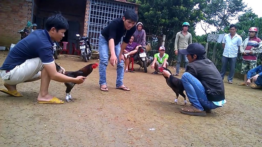 manh khoé tác động vào gà