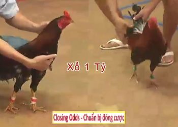 Top trận xổ gà 1 tỷ giải đá gà Thomo 16/6