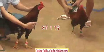 Top trận xổ gà 1 tỷ giải đá gà Thomo 16/6