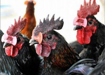 Trị bệnh đầu đen ở gà