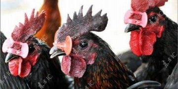 Trị bệnh đầu đen ở gà