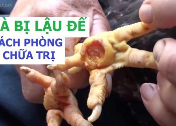 cách chữa gà bị lậu đế