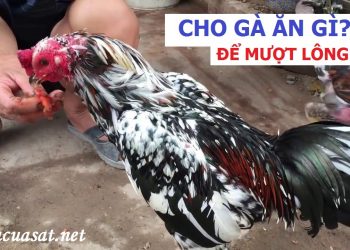 cho gà ăn gì để lông mượt