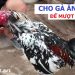 cho gà ăn gì để lông mượt