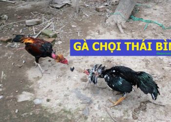 Gà Chọi Thái Bình