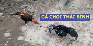 Gà Chọi Thái Bình