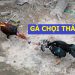 Gà Chọi Thái Bình