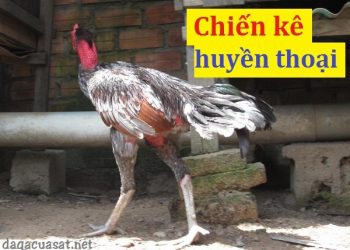 những con gà chọi nổi tiếng