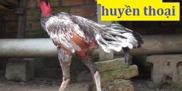 những con gà chọi nổi tiếng