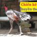 những con gà chọi nổi tiếng