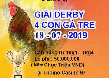 Xem đá gà trực tiếp giải Thomo