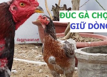 cách đúc gà chọi giữ dòng