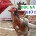 cách đúc gà chọi giữ dòng