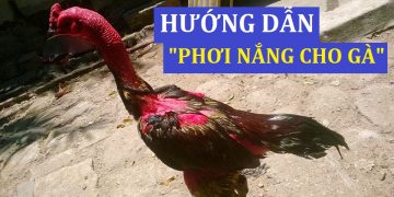 Hướng Dẫn Phơi Nắng Cho Gà Chọi đúng cách