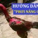Hướng Dẫn Phơi Nắng Cho Gà Chọi đúng cách