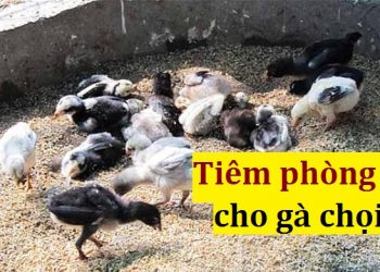 [LƯU Ý] Lịch tiêm phòng cho gà chọi đầy đủ!