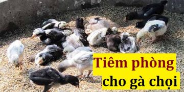 [LƯU Ý] Lịch tiêm phòng cho gà chọi đầy đủ!