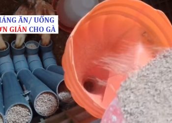 Tự làm máng ăn cho gà