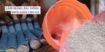 Tự làm máng ăn cho gà