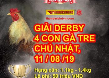 giải gà tre 11/8