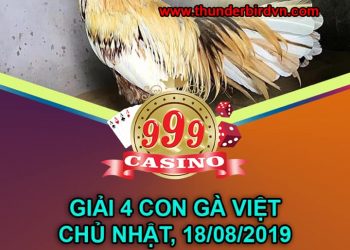 giải gà nòi 18/8