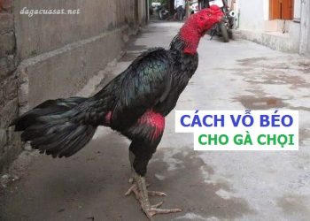 Cách vỗ béo cho gà chọi