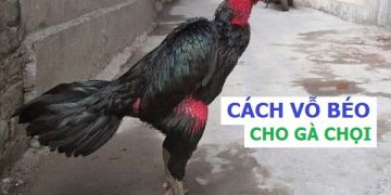 Cách vỗ béo cho gà chọi
