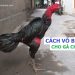 Cách vỗ béo cho gà chọi