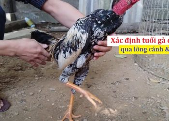 cách xem tuổi gà chọi
