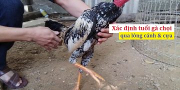 cách xem tuổi gà chọi