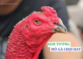 xem tướng mỏ gà chọi