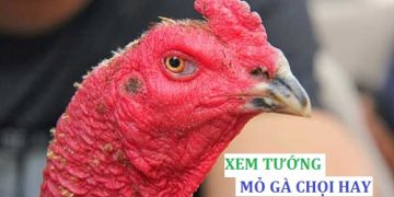 xem tướng mỏ gà chọi