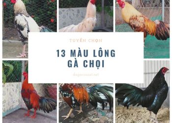 13 màu lông gà chọi