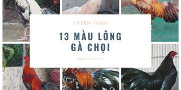 13 màu lông gà chọi