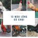 13 màu lông gà chọi