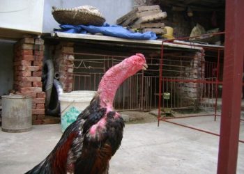 Bệnh Marek ở gà