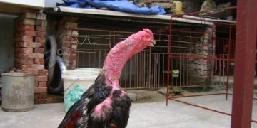 Bệnh Marek ở gà