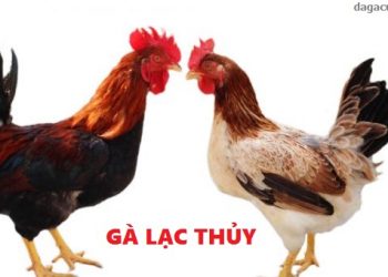 Đặc điểm gà Lạc Thủy