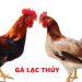 Đặc điểm gà Lạc Thủy