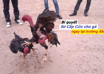 Sơ cấp cứu cho gà