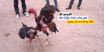 Sơ cấp cứu cho gà