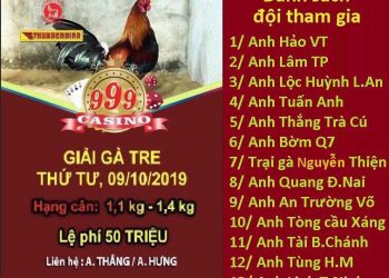 Giải gà tre ngày 9/10