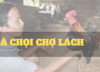 Gà chọi chợ lách