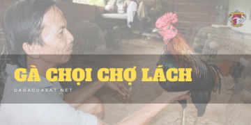 Gà chọi chợ lách