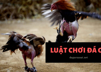 luật chơi đá gà