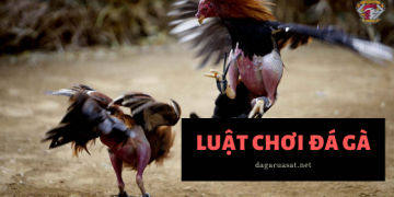 luật chơi đá gà