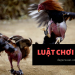 luật chơi đá gà