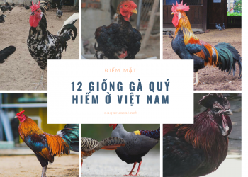 12 giong ga quy hiem viet nam