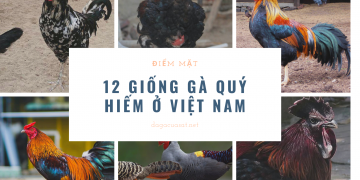 12 giong ga quy hiem viet nam