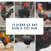12 giong ga quy hiem viet nam
